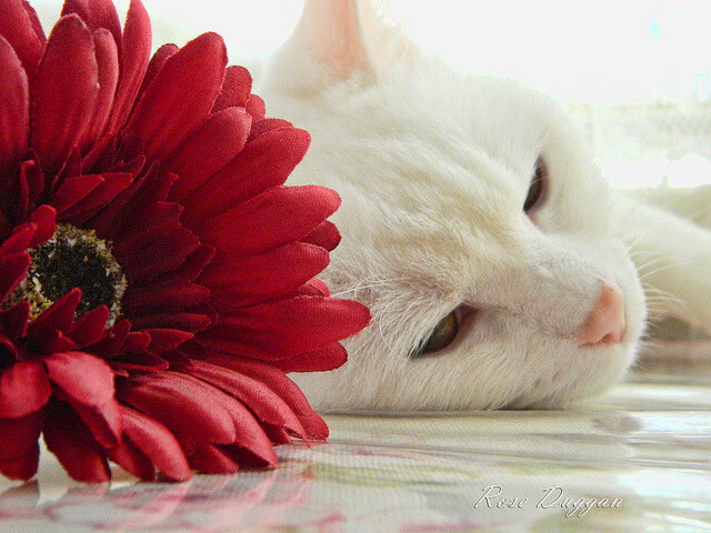 吉安卢卡·拉米在男子马拉松中获得第六名,吉安卢卡·特拉诺瓦