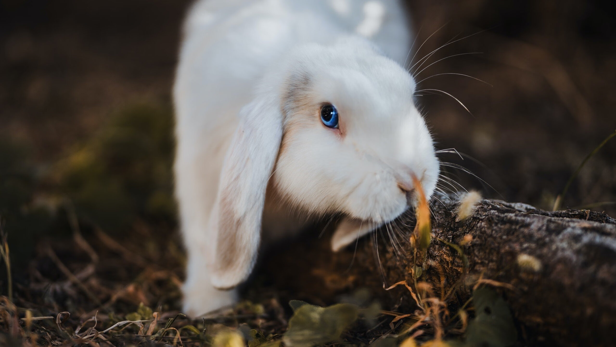 爱游戏在线登录入口-意大利反曲弓选手在2024年世界射箭锦标赛中表现出色，进口十大反曲弓箭