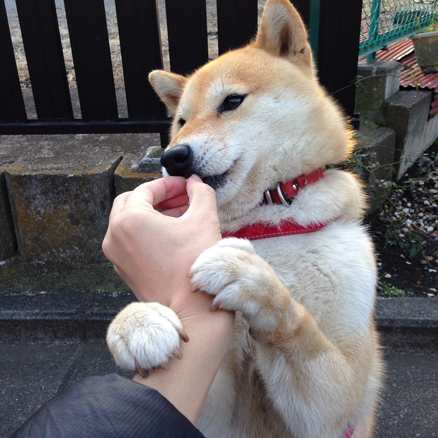 爱游戏官方-日本队新战术显威力！，日本国家队战术