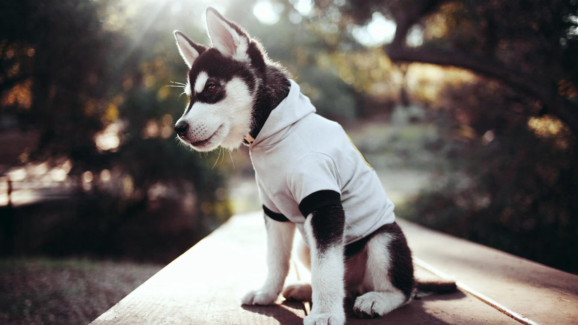 爱游戏娱乐网址-T1队员全面完成年度体能检测任务