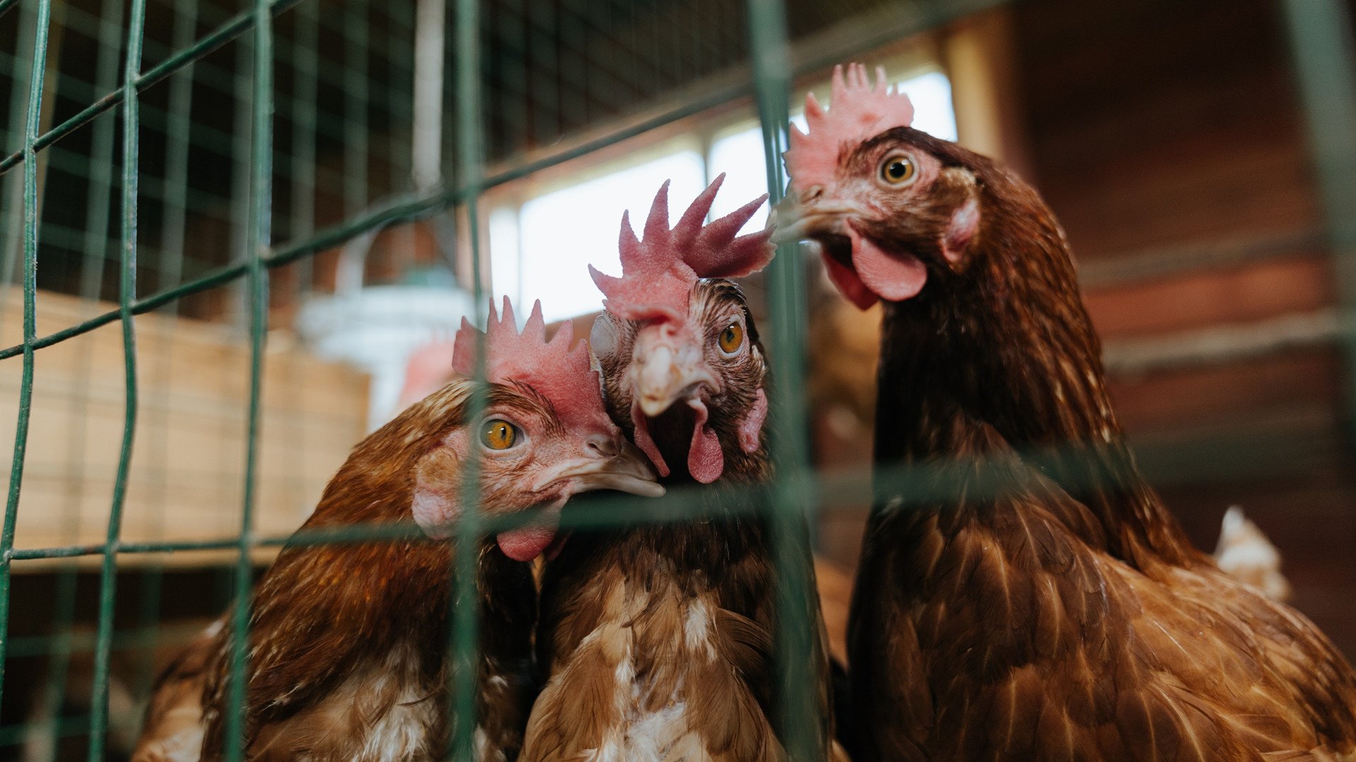 东契奇球队领导力持续增强