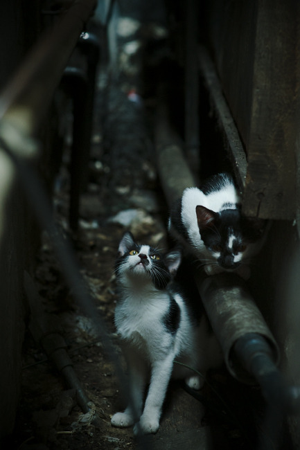 冬奥会花滑选手备战新赛季,冬奥会花滑赛程