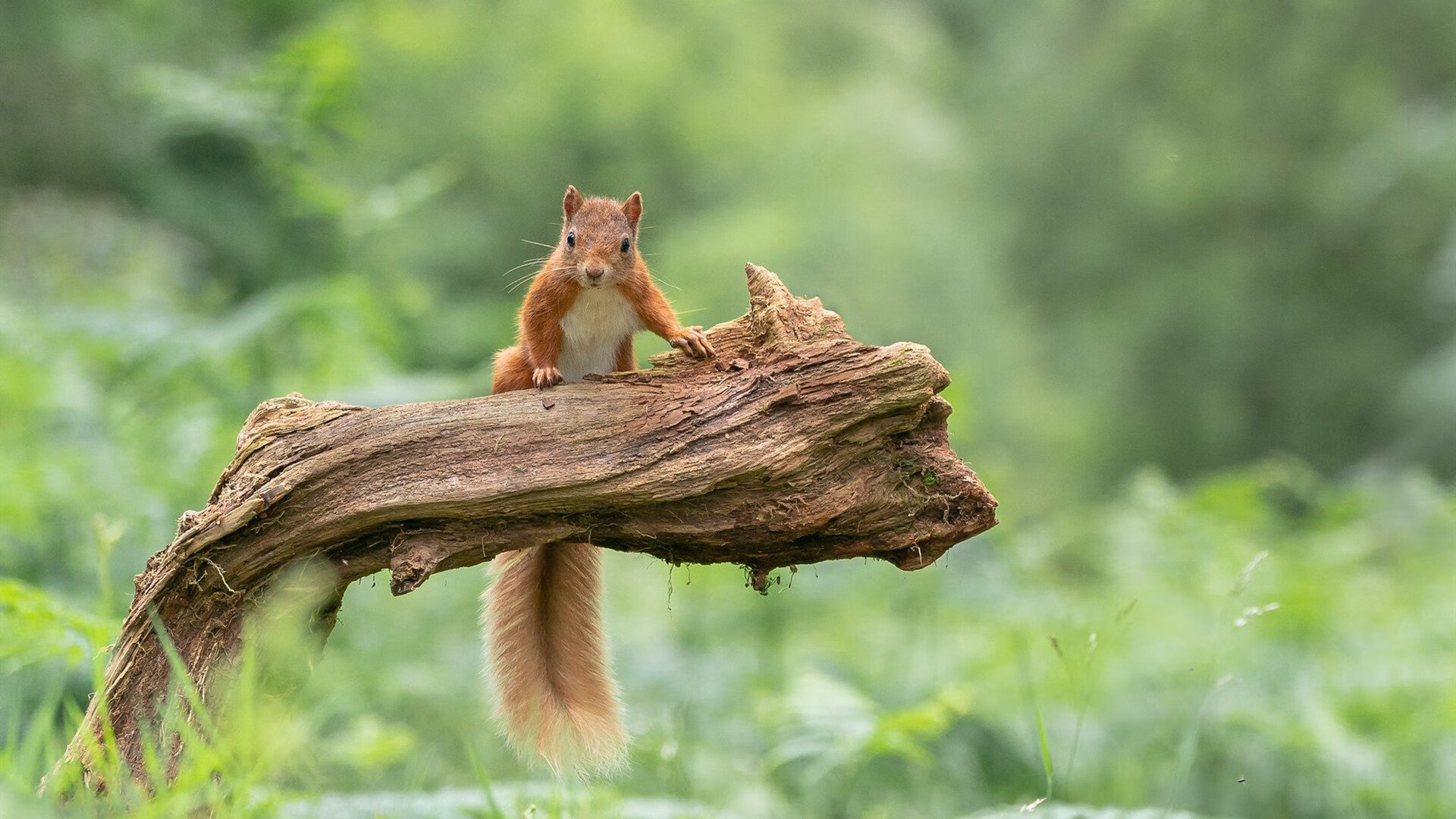 卡利亚里客场力克对手，取得宝贵分，卡利亚里阵容最新