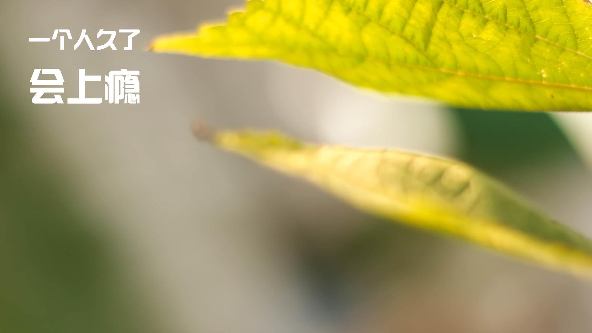 爱游戏官方-本菲卡球员伤愈复出，本菲卡培养出来的球星