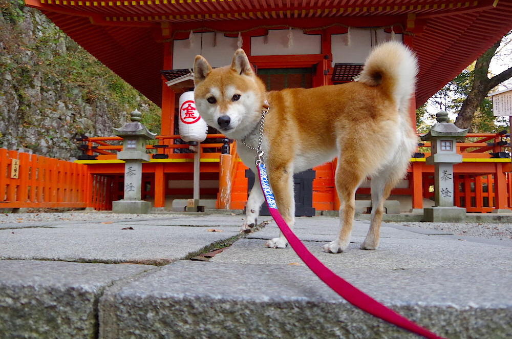 篮球运动员比赛表现评估技术，篮球赛表现最佳球员