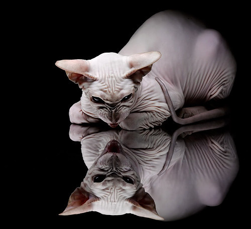 AYX SPORTS-足球赛场上的风云变幻，谁能称霸巅峰？，足球场上的风采怎么形容