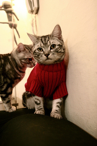 中国三人女篮保持高强度训练 提升整体实力，中国三人女篮球名单