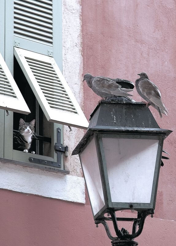 加拿大队未来计划:如何在全球赛事中增加冠军数量,加拿大锦标赛