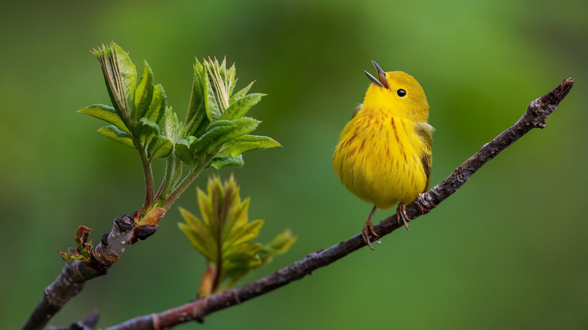 自由泳收官“飞鱼”助澳队逆转