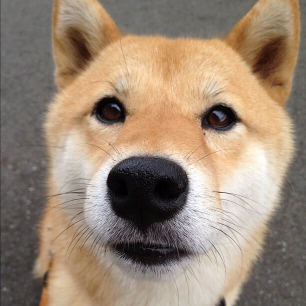 AYX体育官网-边后卫是否承担更多战术指令传达职责，边后卫技术