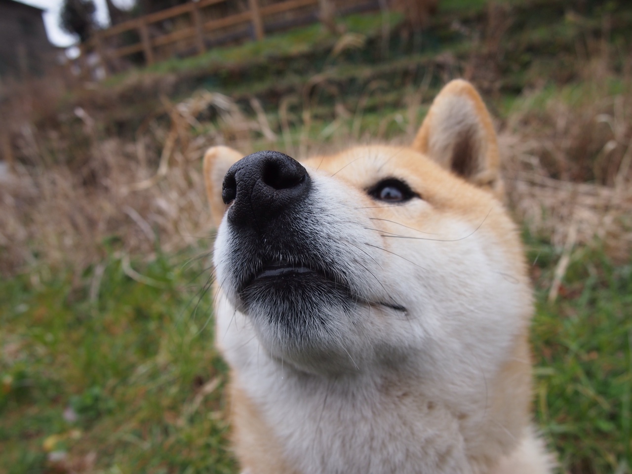 巴黎圣日耳曼创队史最佳赛季战绩,连续18场不败登顶法甲,巴黎圣日耳曼队首发阵容