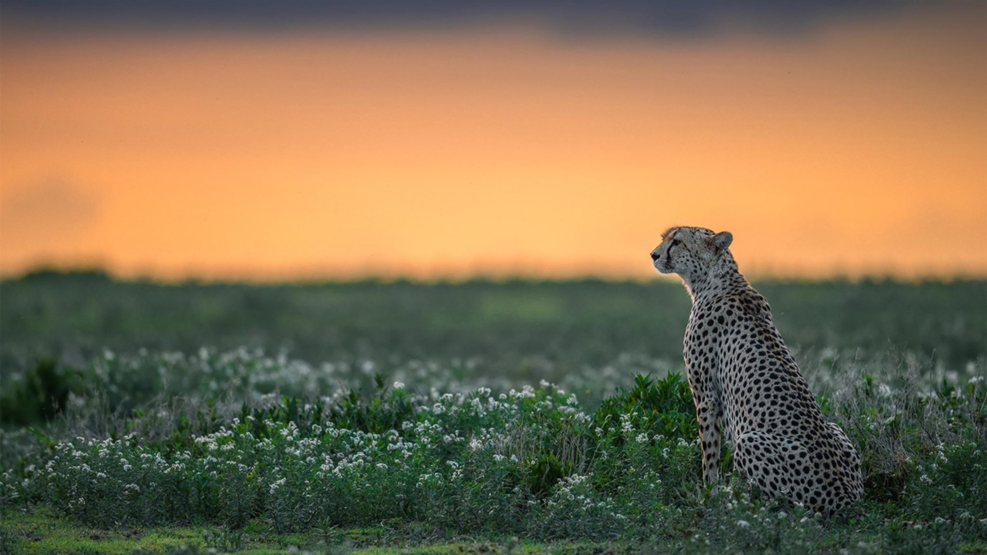 爱游戏官网-阿根廷美洲雄鹰队的进攻速度与技术，成冠军锦标赛新看点，阿根廷草原雄鹰